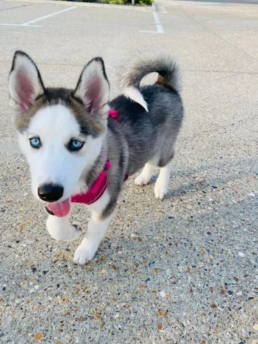 Husky siberiano O companheiro que pode acompanhar seus próximos anos