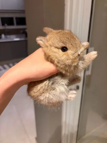 Coelho Netherland Dwarf mini