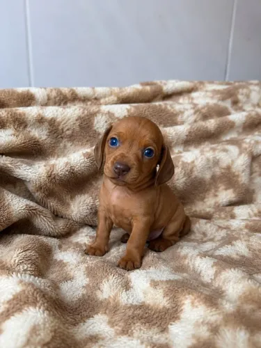 Filhotes dachshund