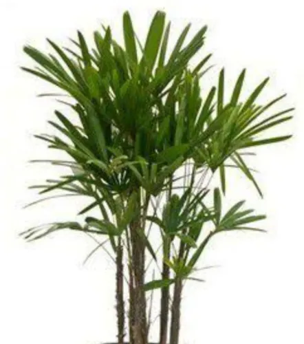 Plantas palmeiras Rafis