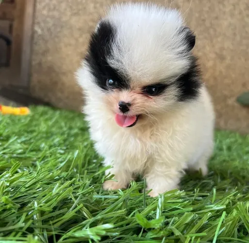 Spitz alemão anão com 50 dias vacinado 