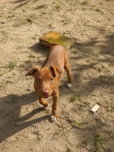Filhote de pitbul femea