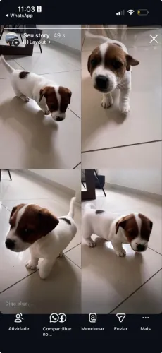Filhote de Jack Russel Terrier