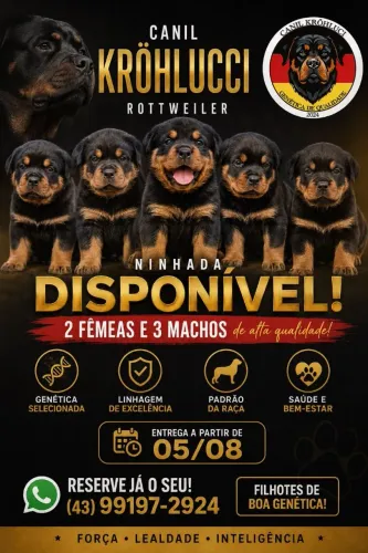 Rottweiler - filhotes disponíveis