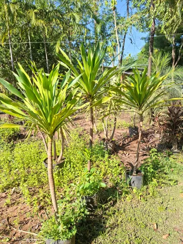 Dracena arbórea