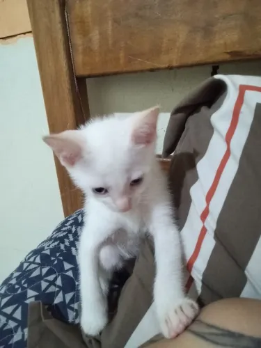 GATINHO BRANCO PARA DOAÇÃO RESPONSÁVEL