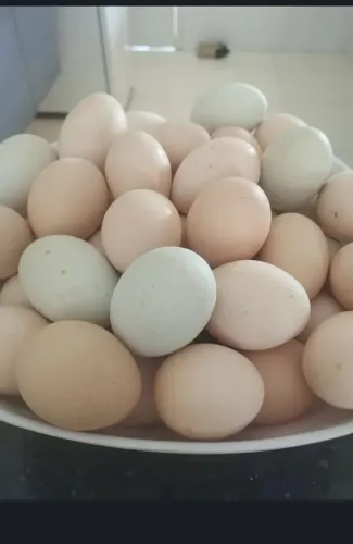 Lindos ovos de galinha de quintal