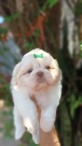 Shihtzu Macho Alto Padrão