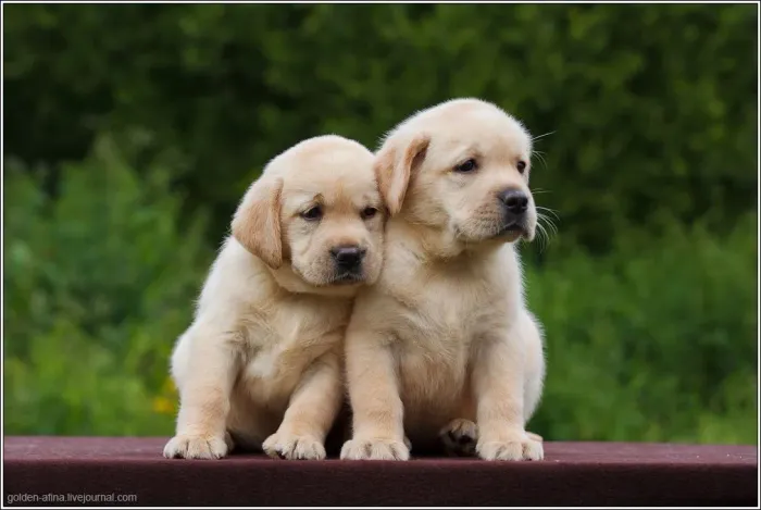 Filhotes De Labrador - Seu Novo Melhor amigo Está Pronto Para Te Encontrar