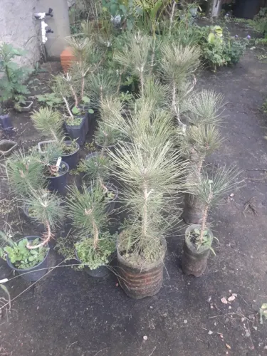 Muda Pinheiro Negro - Pinus thunbergii - Porto Alegre RS - para bonsai