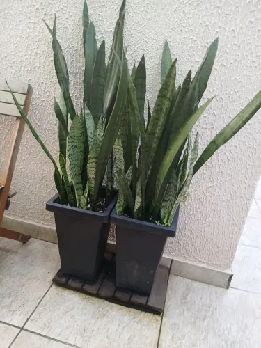 Espada de São Jorge