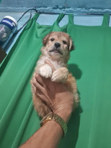 Poodle mini toy