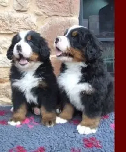 Bernese Mountain Machos e Femeas