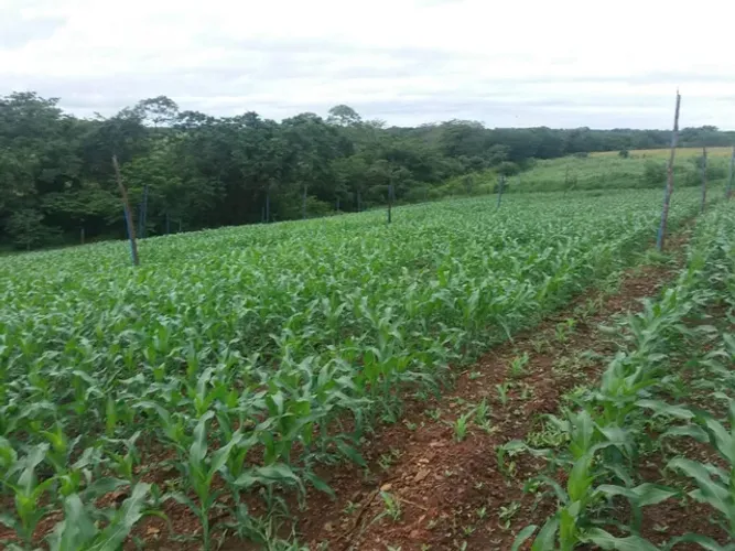 Area Irrigada...Bem Proximo Montes Claros -Mg...Estrada Capitão Eneas...