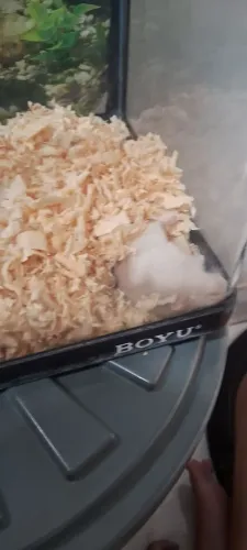 Troco ou vendo aquario em gaiola para hamster 