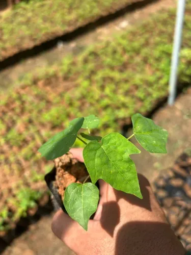 Mudas de mamão formosa