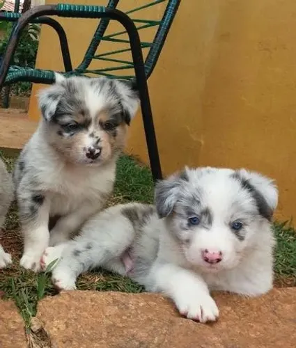 Duas fêmeas de border Collie com 56 dias vacinadas e com pedigree