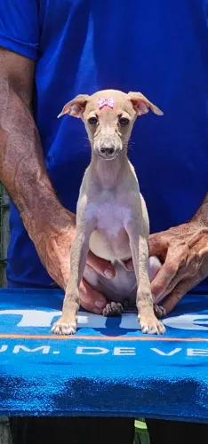 Galgo Italiano - Macho e Femea