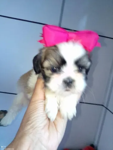 Filhote Shih Tzu, Pequenos, fofos e cheios de amor!