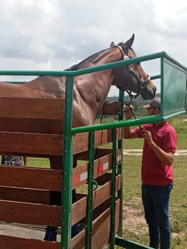 Cavalo QM PO 