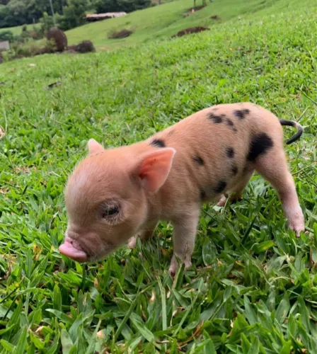 Criação de Mini Pig Doméstico 