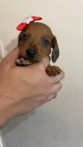 Dachshund Miniatura - Excelente Companhia