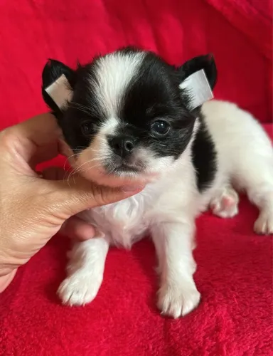 Chihuahua. Um lindo rapazinho preto com branco pelagem longa para reserva. 