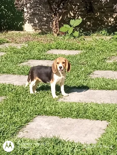 Beagle | 13 Polegadas