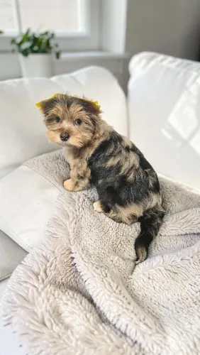Filhote de yorkshire merle