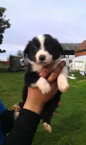 Border Collie Silêncio que conforta