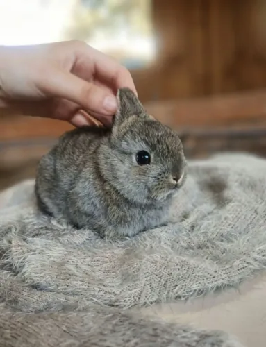 Fêmea Netherland Dwarf Filhote