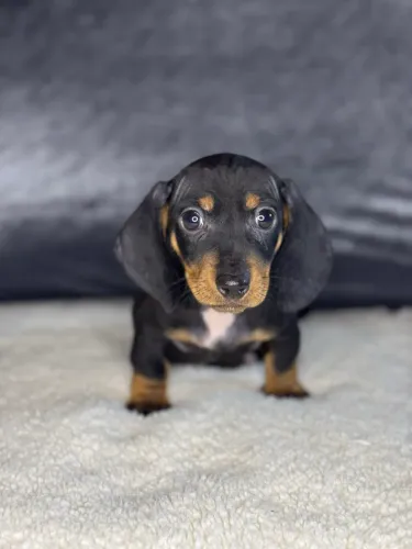 basset dachshund macho 