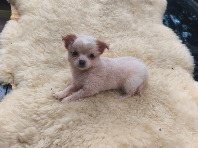 Chihuahua 
