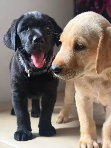 Labrador+ Casal 