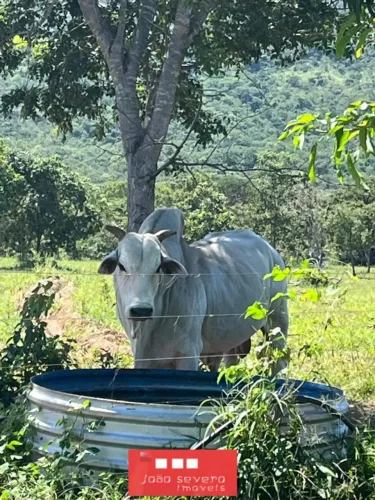 Fazenda para Venda em Buritis