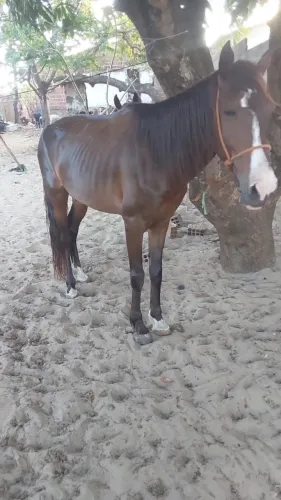 Cavalo com charete