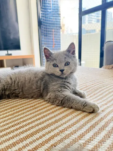 Gato Britsh Shorthair filhote