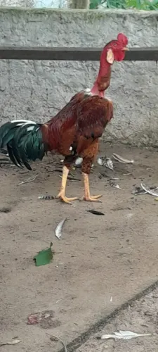 Galo pescoço pelado 