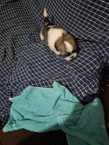 shihtzu macho