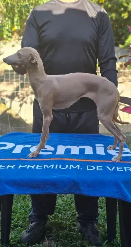 Galga Italiano - Cor Linda - jovem