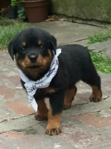 Rottweiler lindos filhotes 