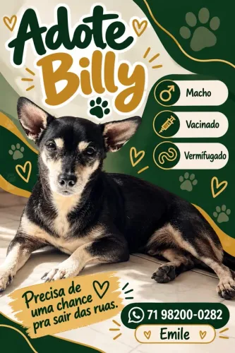 ANIMAIS ABANDONADOS DISPONÍVEIS PARA ADOÇÃO RESPONSÁVEL