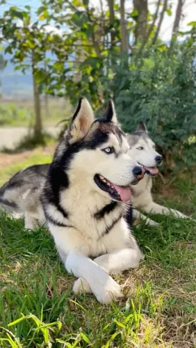 Husky wooly procedência 8 parcelo ..
