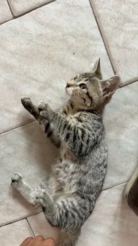 Vendo filhote de angorá