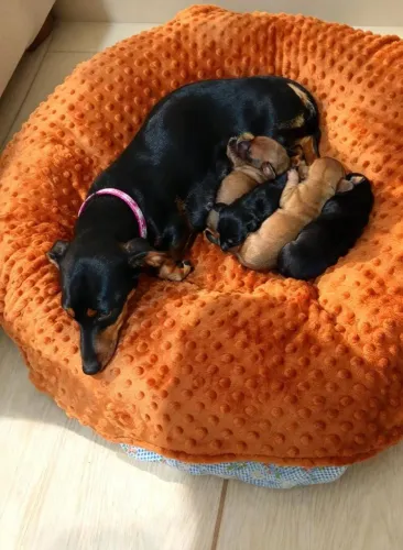 Cachorros Cofap mini salsichinhas disponíveis interessados entrar em contato