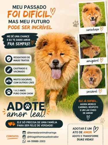 Chow-Chow puro e manso