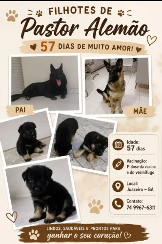 Filhotes de pastor alemão 
