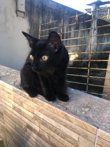 Um pretinho lindo para adoção responsável!