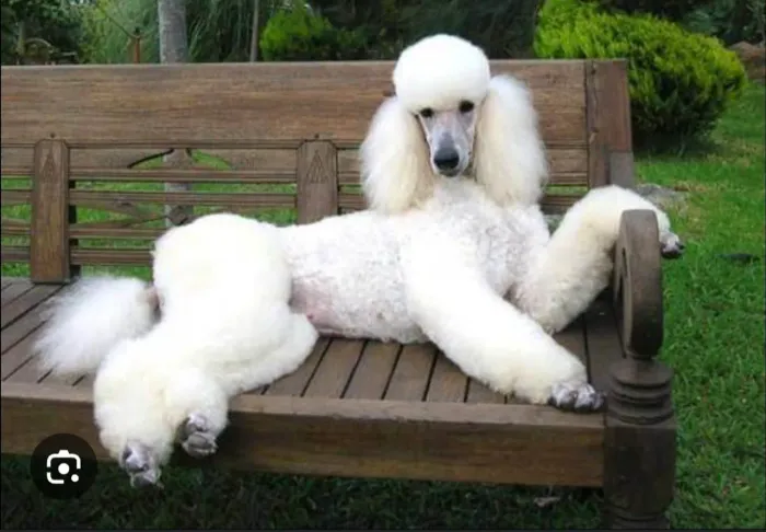 Poodle gigante procuro 