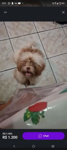 Shitzu pra cruza